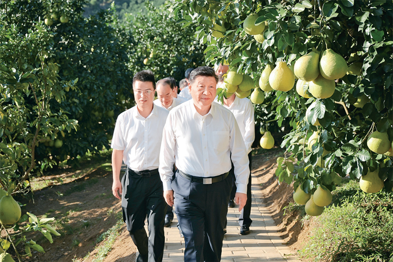 　　2025年11月7日至8日，中共中央總書記、國家主席、中央軍委主席習(xí)近平在廣東考察。這是7日下午，習(xí)近平在梅州市梅縣區(qū)雁洋鎮(zhèn)南福金柚種植基地考察。